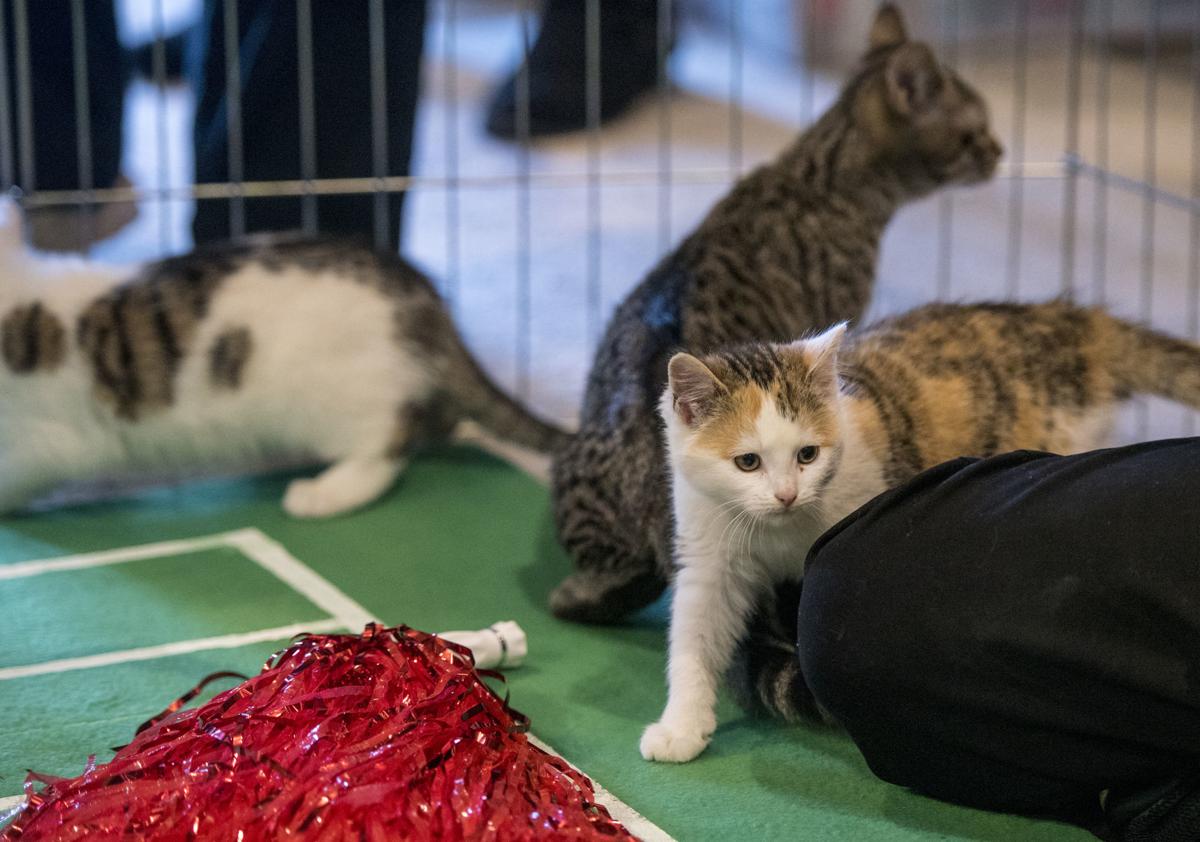 Kitten Bowl Touchdown S Adoptions Donations Harrisonburg