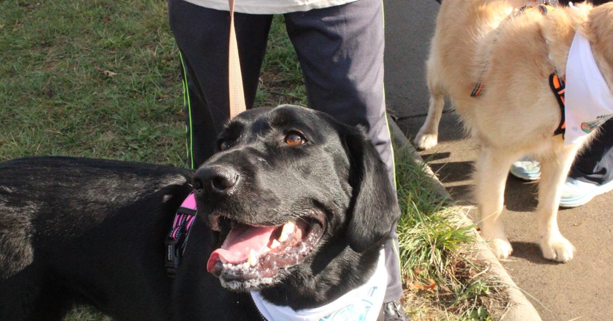 Hundreds have paws-itively fun time at Mutt Strut 5K race to raise money for veterinary center