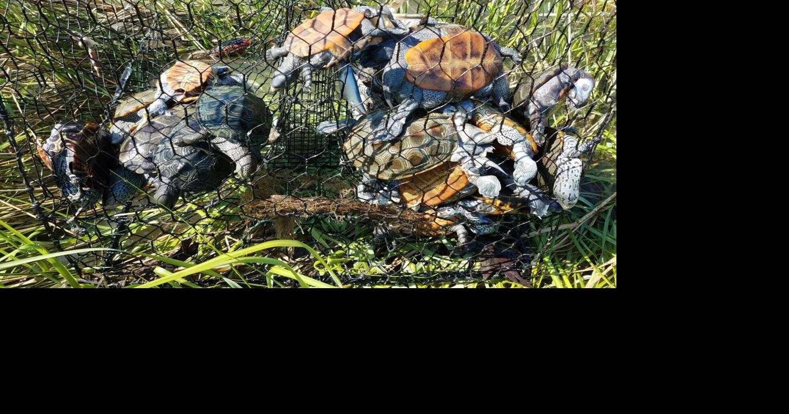 Virginia watermen push back against terrapin protections on crab pots