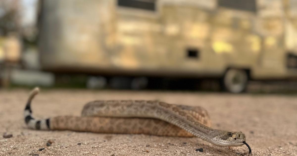 Leave it: Dog trainers help pets avoid poisonous snakes In parts of the U.S. where venomous snakes are more common, training programs aim to protect pets from getting bitten By ANITA SNOW - Associated Press Aug 1, 2026 17 mins ago