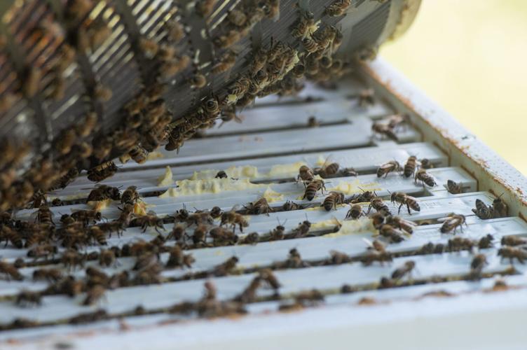 Harrisonburg Veteran Wins Tractor Supply Grant To Expand Apiary News