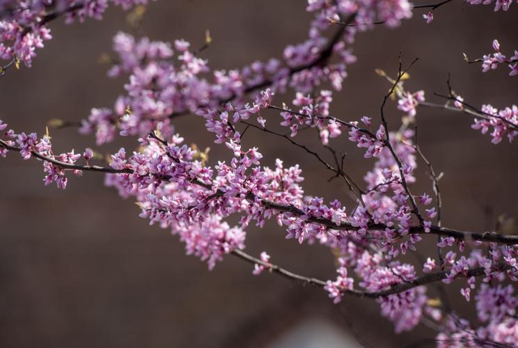 Full Crowds Return For Annual Redbud Fest In Dayton Rockingham County