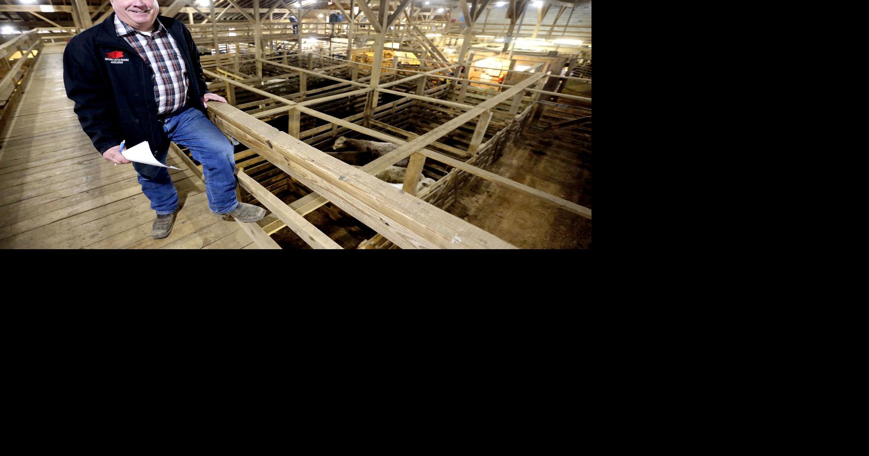 Cattle Trade Is Big Business At Region Livestock Exchange | News ...