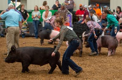 The Rocking Co 75th Rockingham County Fair To Include Livestock Exhibitions As ...