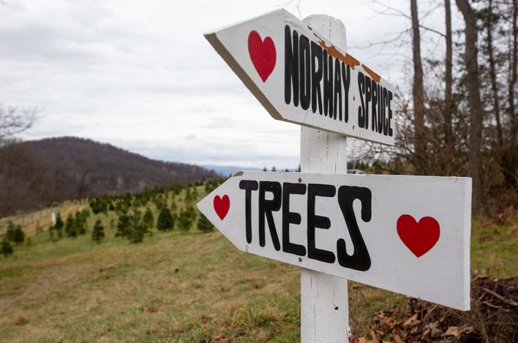 Christmas Tree Farms Running Low On Supply