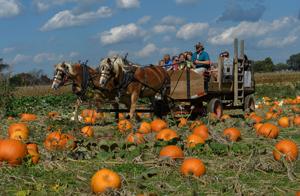 Harrisonburg Students Visit Farm to Select Pumpkins