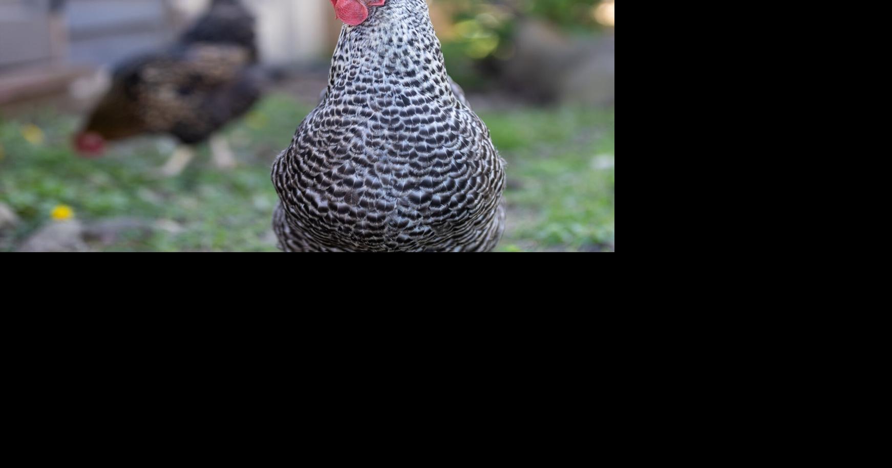 20260409_dnr_Wisteria Farm_5