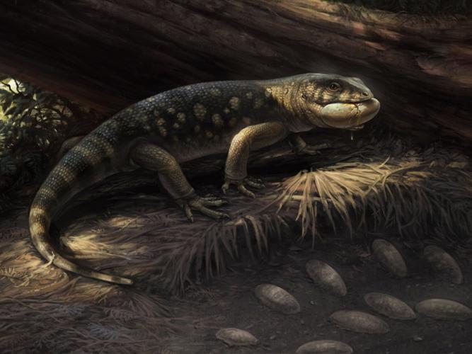 lizardz_featured