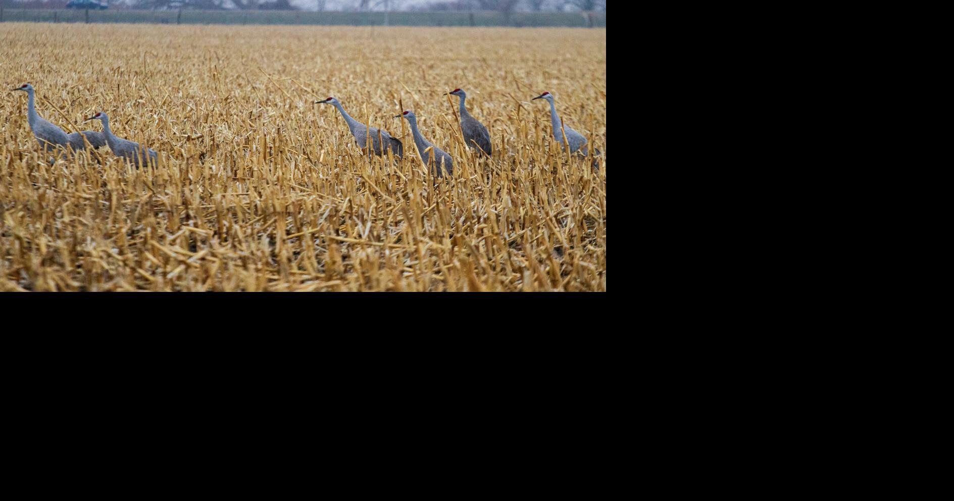 Sandhill Cranes Economic Impact More Than $19 Million