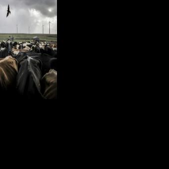 South Africa's livestock farmers reel from foot-and-mouth disaster