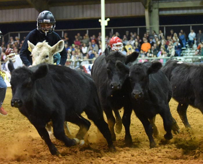 National Peanut Festival calf scramble and greased pig contest News