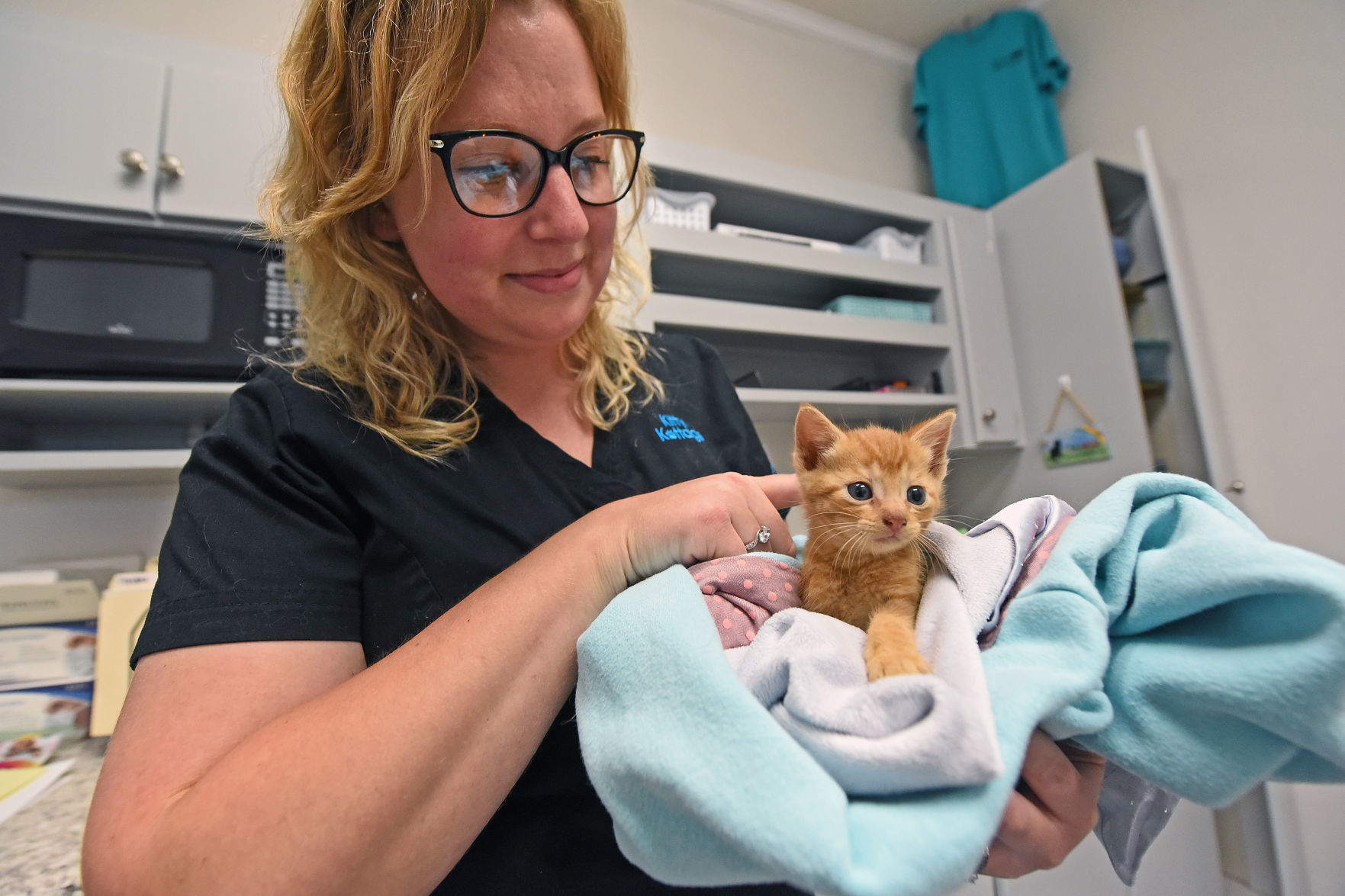 kitten rescue groups