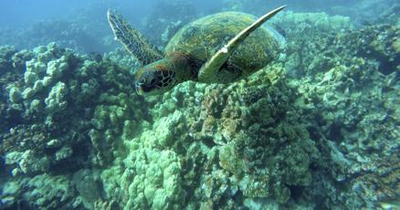 Paying for paradise Hawaii mulls fees for ecotourism crush Paying for paradise Hawaii mulls fees for ecotourism crush