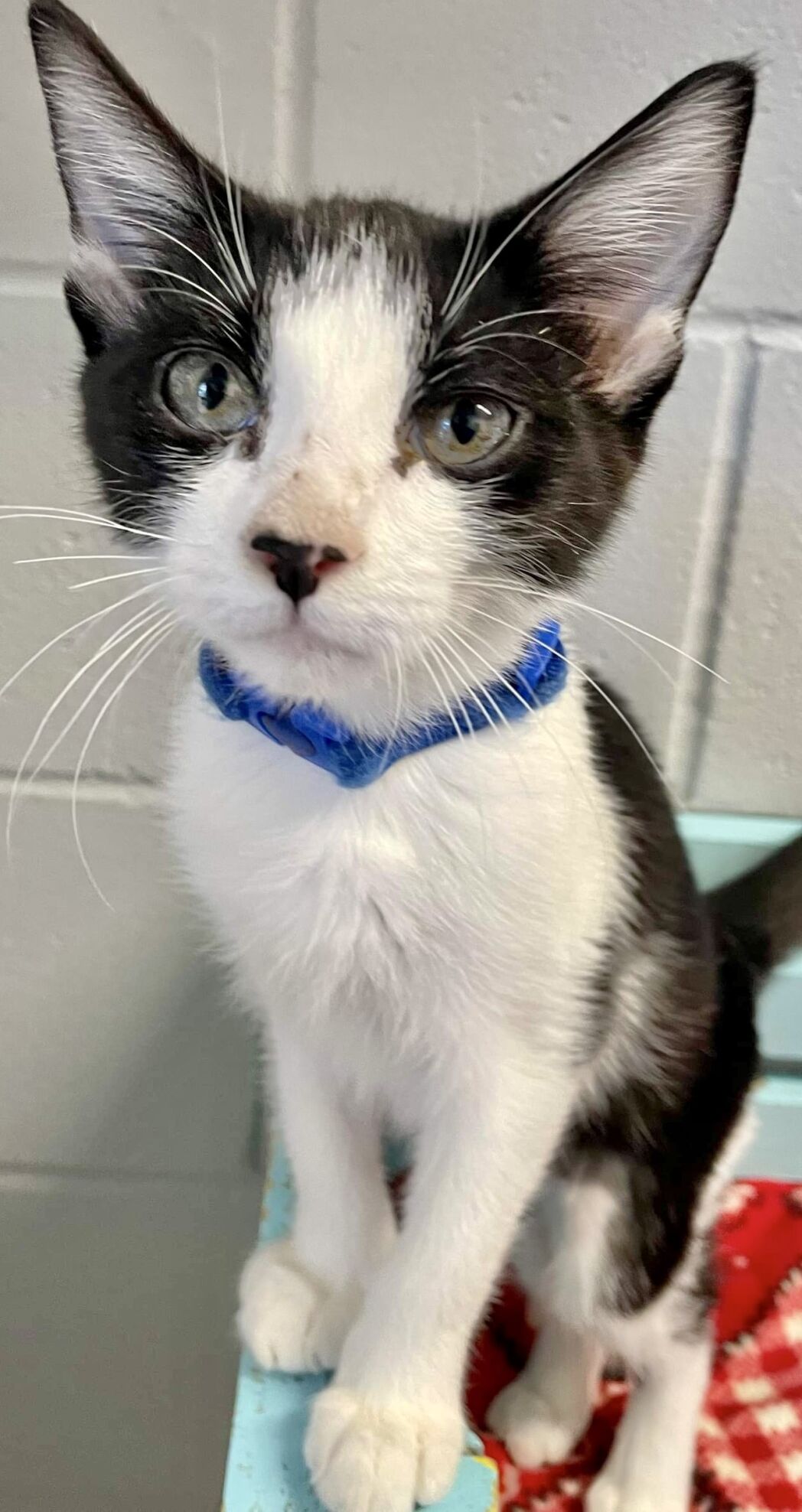 Oreo Is SOS Shelter Pet Of The Week