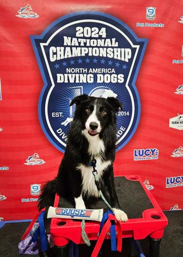 Discs and doc(k)s: Border collie returns to competitive sports after spinal injury