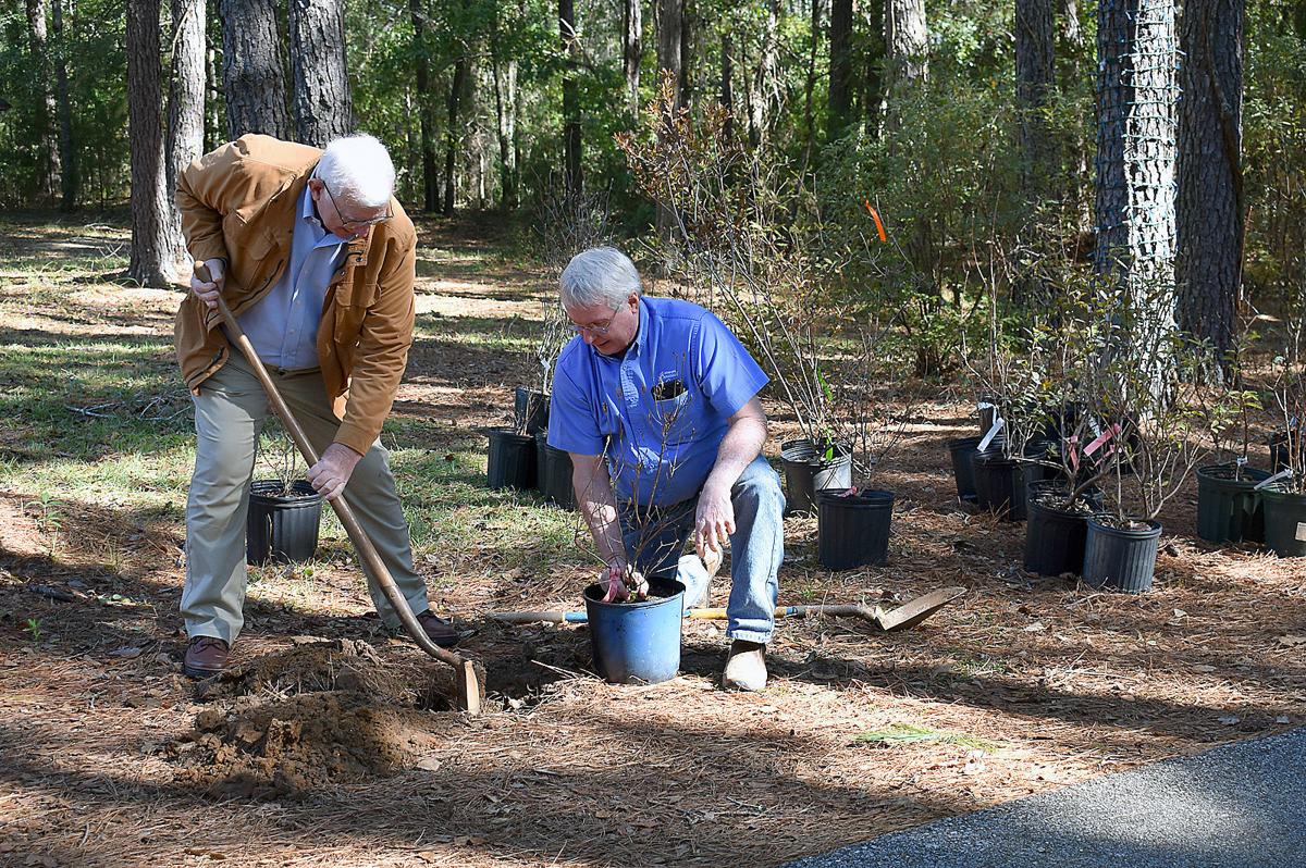 Native azaleas donated to Dothan Area Botanical Gardens