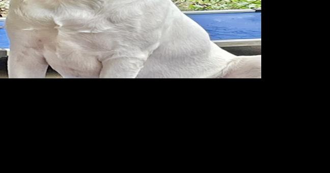 Toby Keith is SOS Pet of the Week