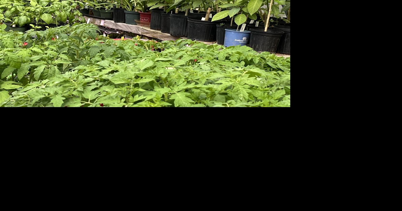Wiregrass Master Gardeners Spring Plant Sale set