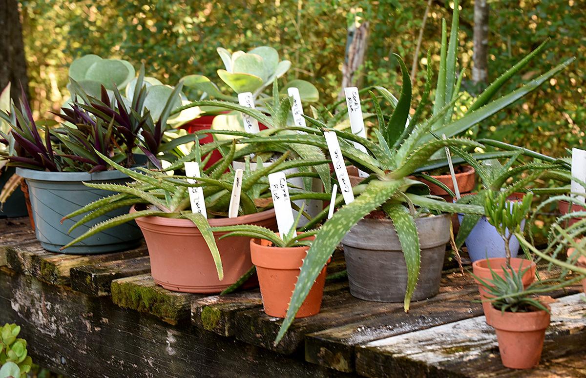 When Do You Prune Gardenias In Alabama - When To Prune Gardenias In North Carolina