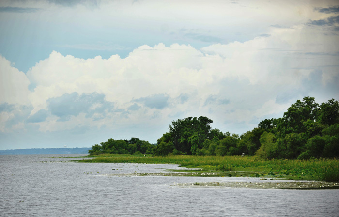 Looking For Alligators At Eufaula Refuge 