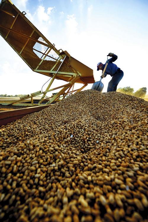 Wiregrass Farmers Planting More Peanuts This Season Business Dothaneagle Com