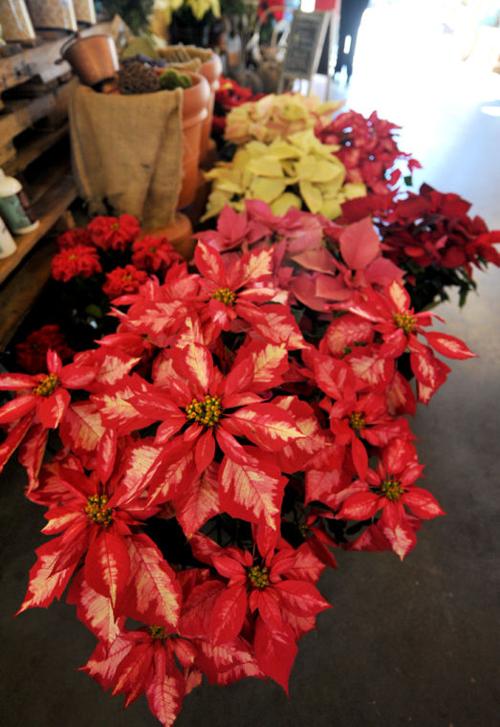 Poinsettias Can Have Life After Holiday Lifestyles Dothaneagle Com