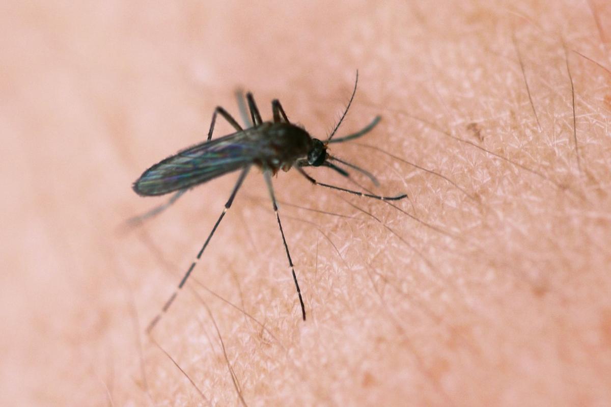 Mosquito