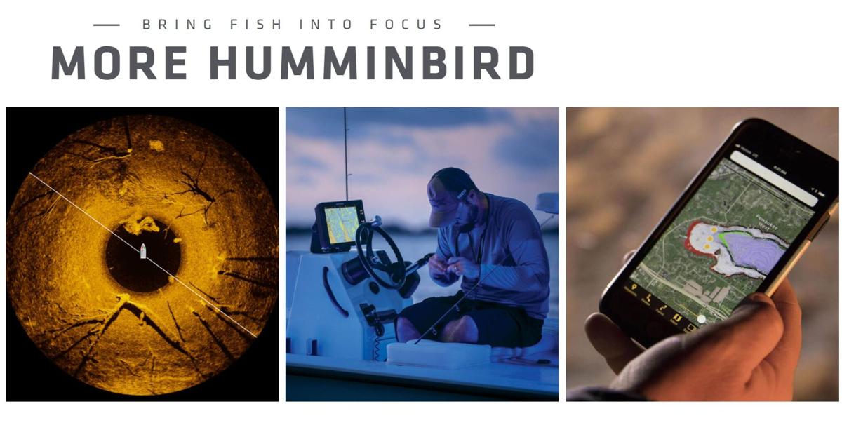 humminbird