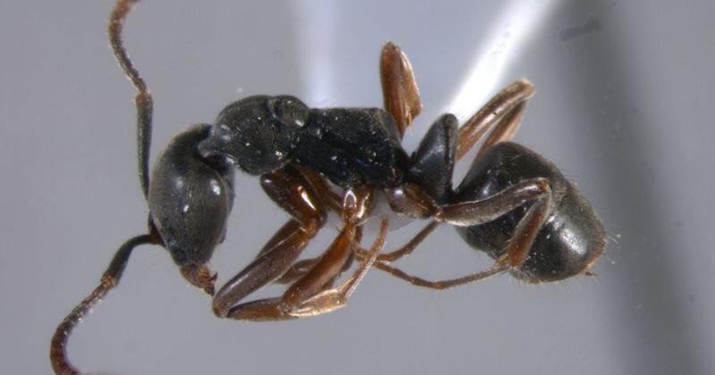 Are there Asian needle ants in Alabama? Is their bite dangerous? - Dothan Eagle
