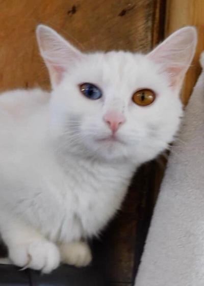 pet photo