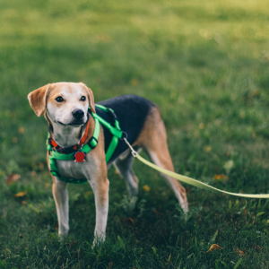 Doctors Stockton Veterinary Emergency And Specialty Center