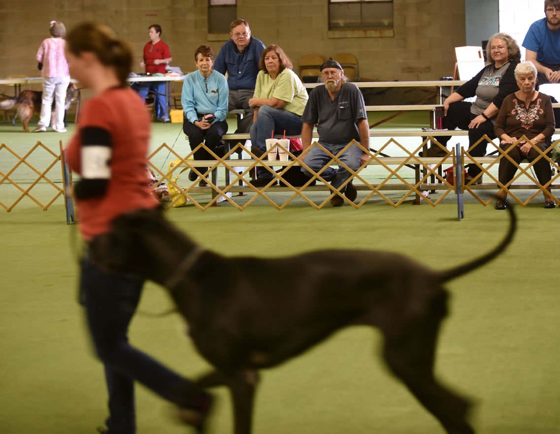 akc obedience trials