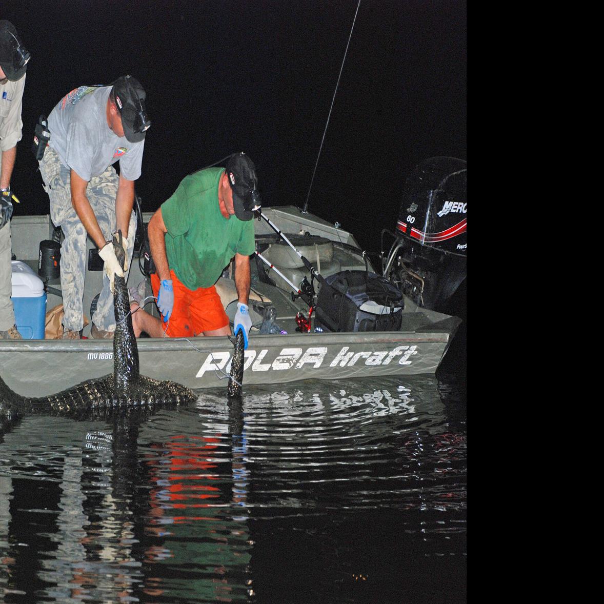 Wff Reminds Alligator Hunters Of No Cull Regulation Eufaula Tribune Dothaneagle Com