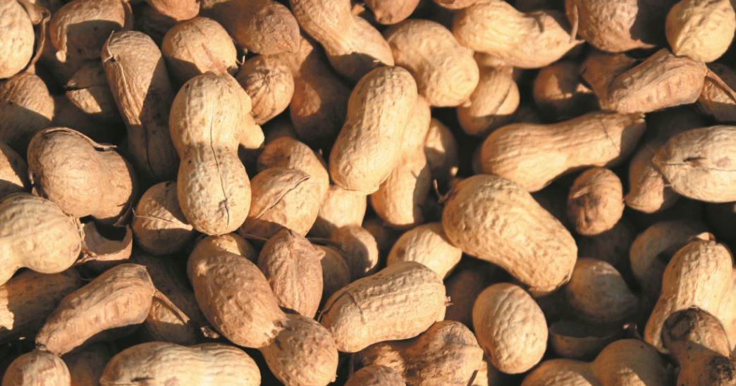 Unstable Weather Conditions Complicate Planting For 2021 Peanut Season Local News Dothaneagle Com Unstable Weather Conditions Complicate Planting For 2021 Peanut Season Local News Dothaneagle Com