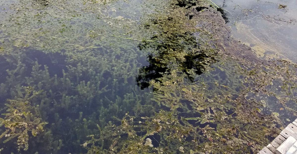 Combat on Merritt’s Mill Pond hydrilla begins soon