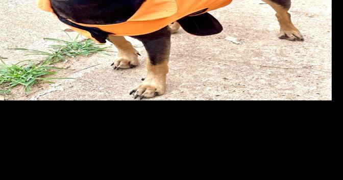 Breezy is SOS Shelter Pet of the Week