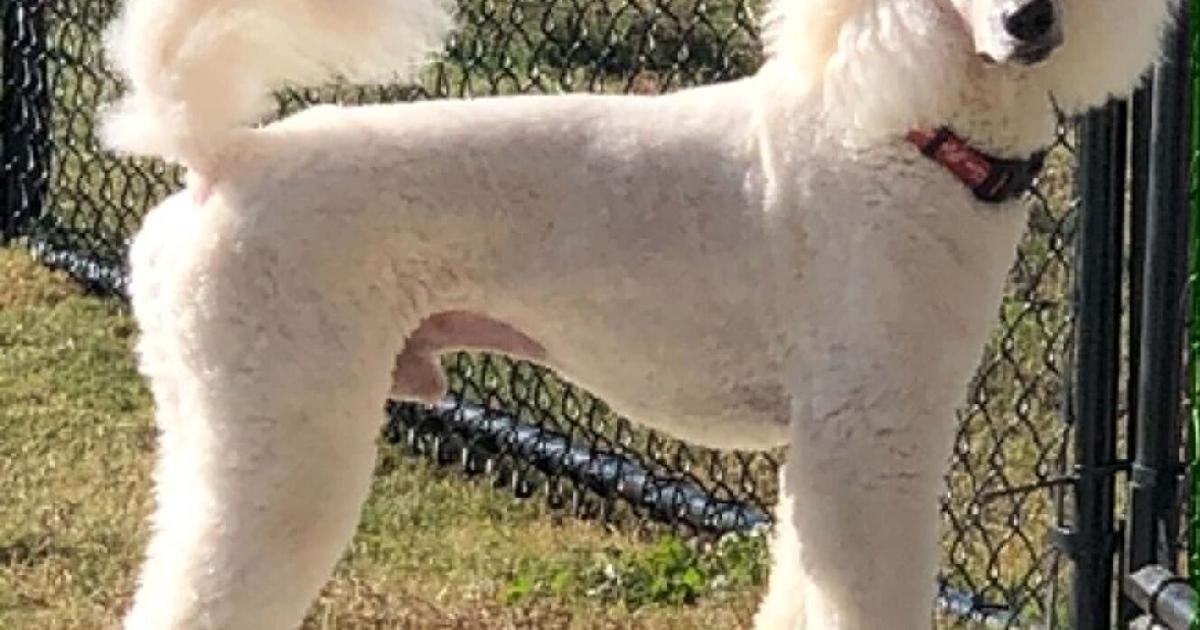 North Alabama woman grieves family pet shot by police: ‘His life mattered’