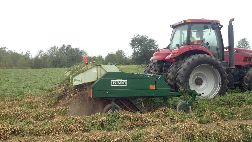 Peanut harvest