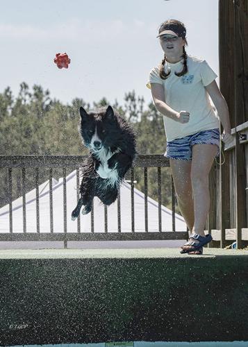 Discs and doc(k)s: Border collie returns to competitive sports after spinal injury
