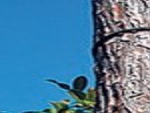 Tree stand safety starts with harness | Opinion | dothaneagle.com