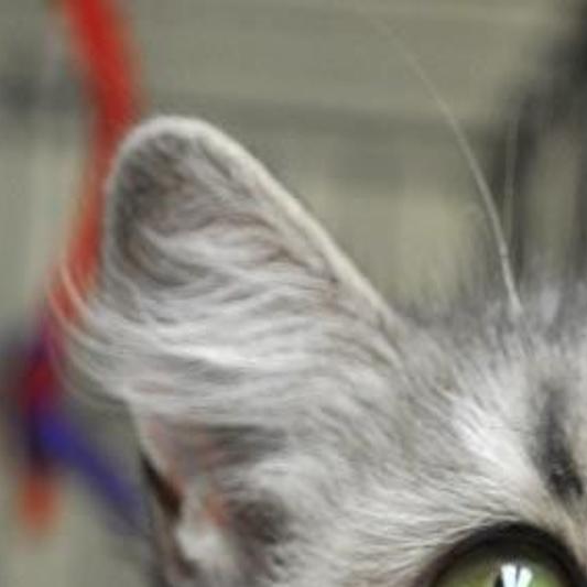 Check Out These Cats And Kittens Available For Adoption At The