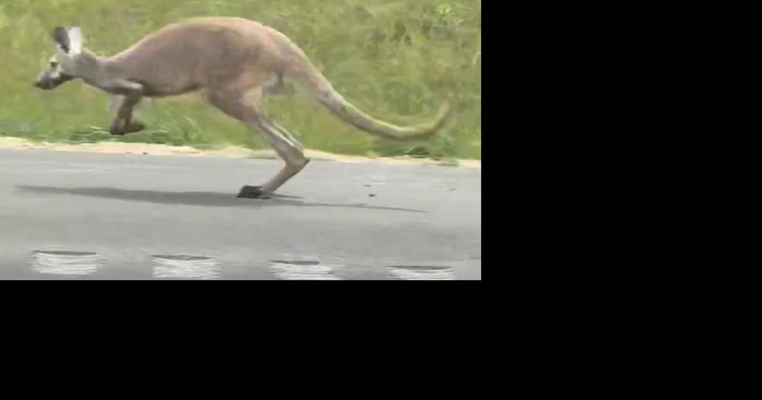 Meet Patrick Starr, the Choctafaula Ranch manager who owns Shelia the runaway kangaroo