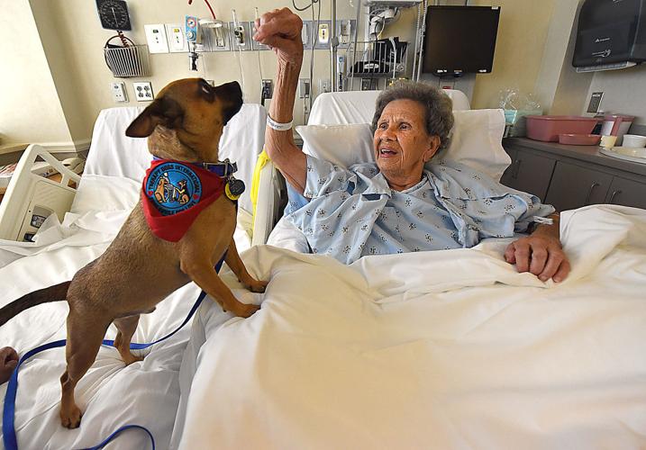 Dogs bring smiles to hospital patients at SAMC