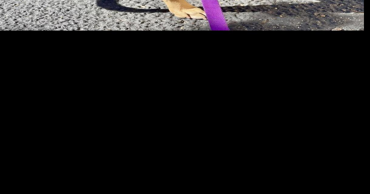 Apple is SOS Pet of the Week