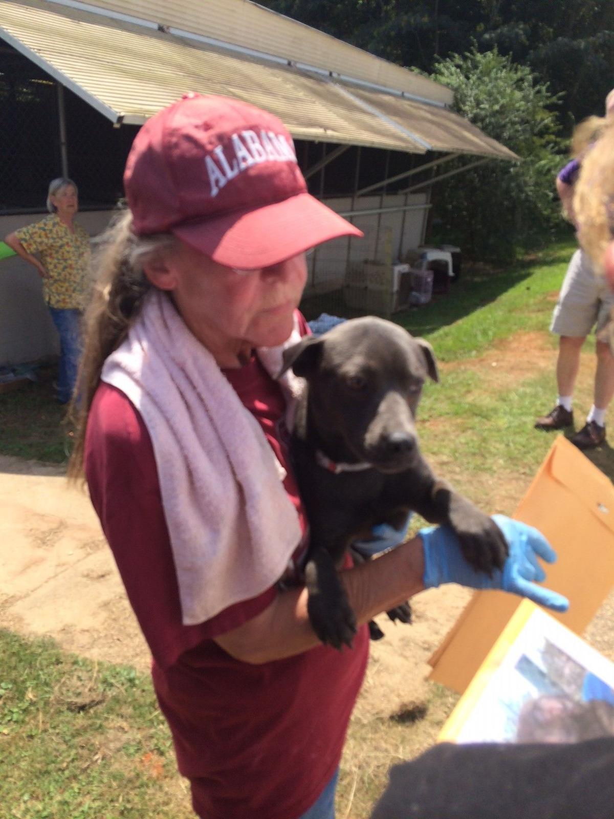 Dothan City Animal Shelter Dothan Al 74