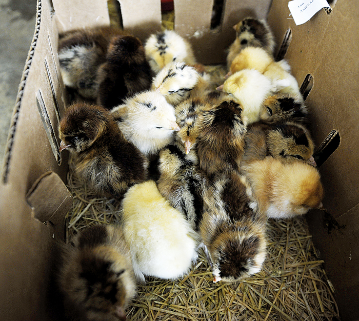 4H Chick Chain Program Lifestyles