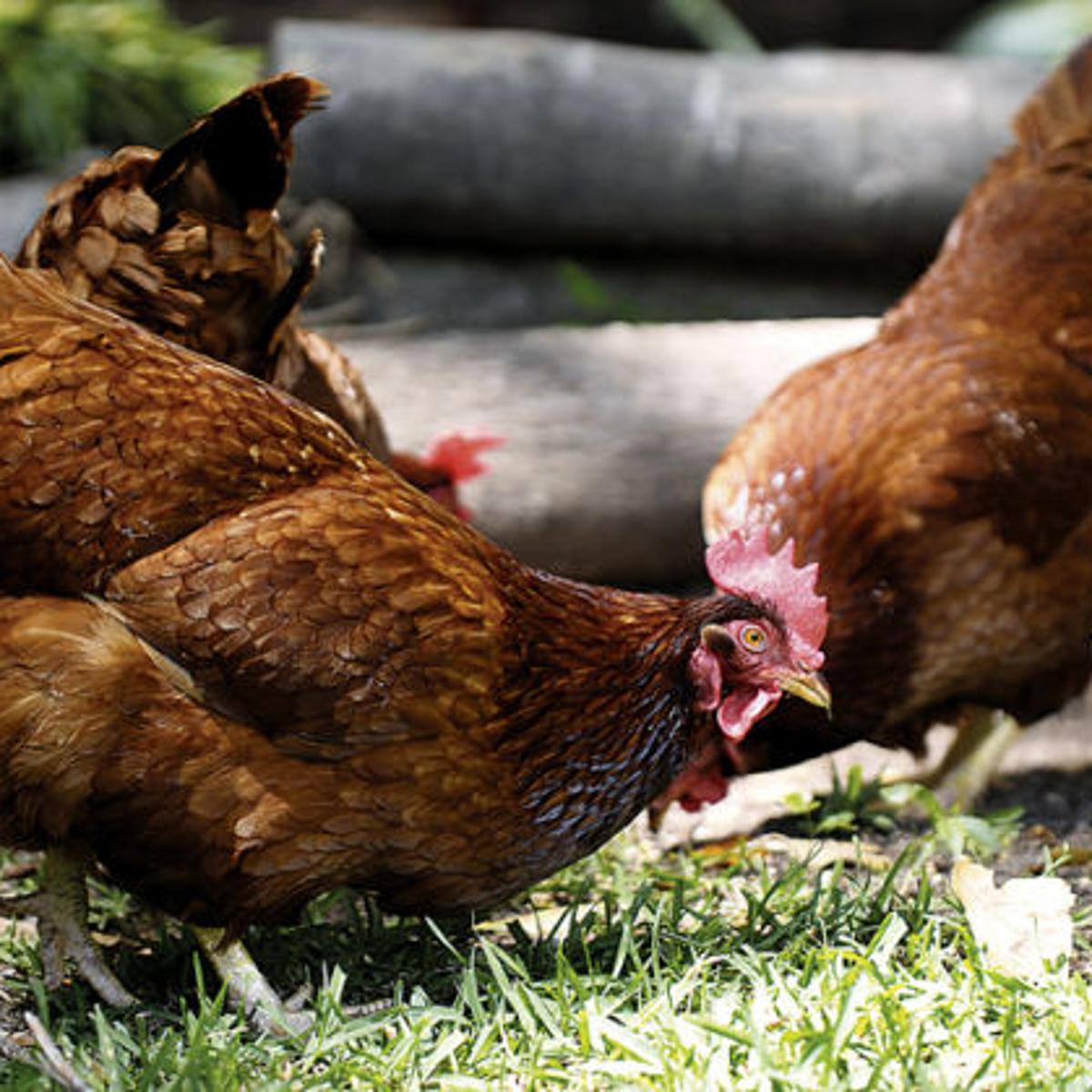 Backyard Chickens Gaining In Popularity Lifestyles Dothaneagle Com