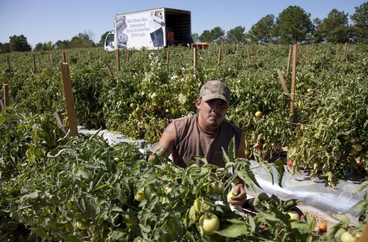 Farmers devastated as nationwide crisis wipes out key crop: ‘If this continues, many will be forced to switch to growing different crops’ – yahoo.com