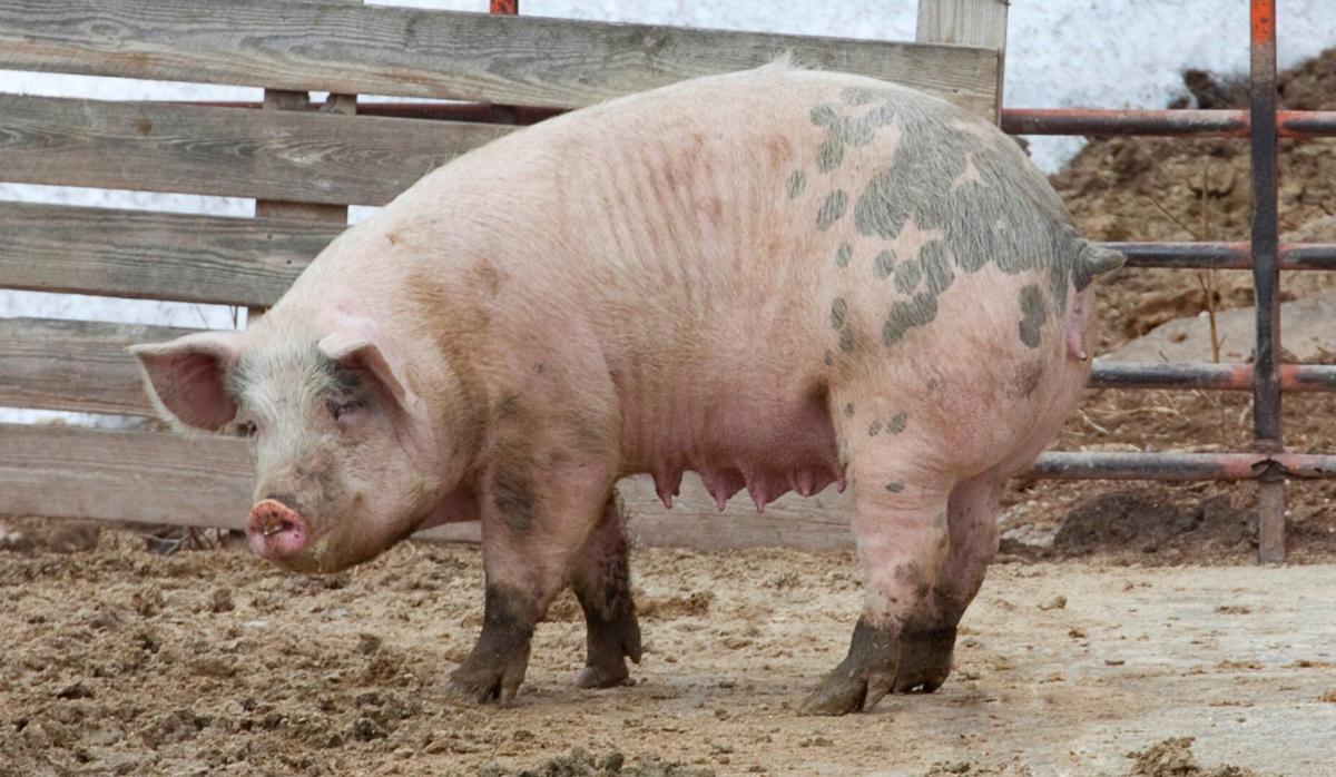 Answer Man What happened to the market for hogs in Dothan?