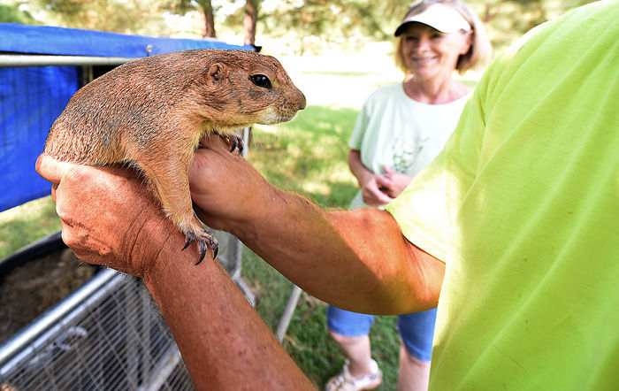 Man attempts to smuggle two otters and a prairie dog in his